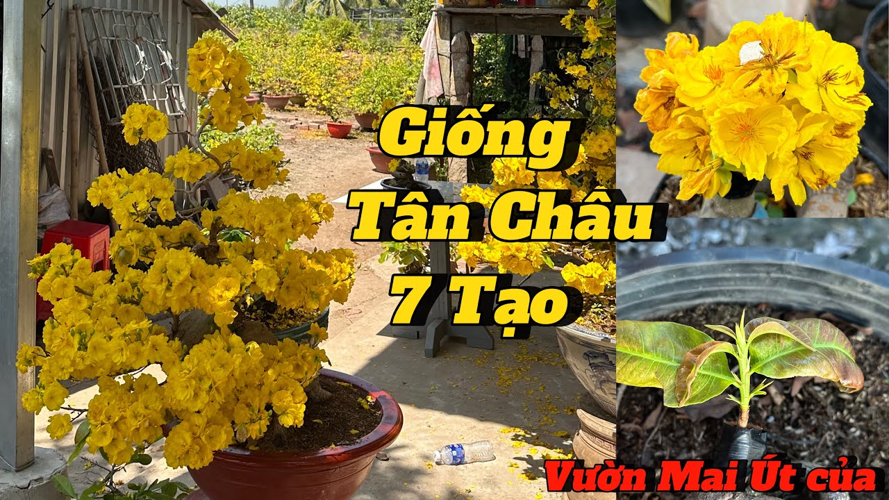 Giống Tân Châu 7 Tạo của vườn mai Út Của—0979767056 Duy