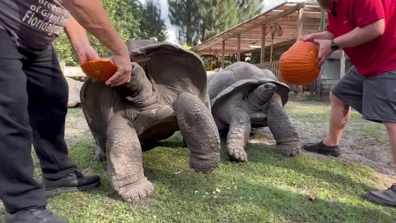 Feeding Pumpkins to my Giant Aldabras tortoises with Matt and his son Logan.