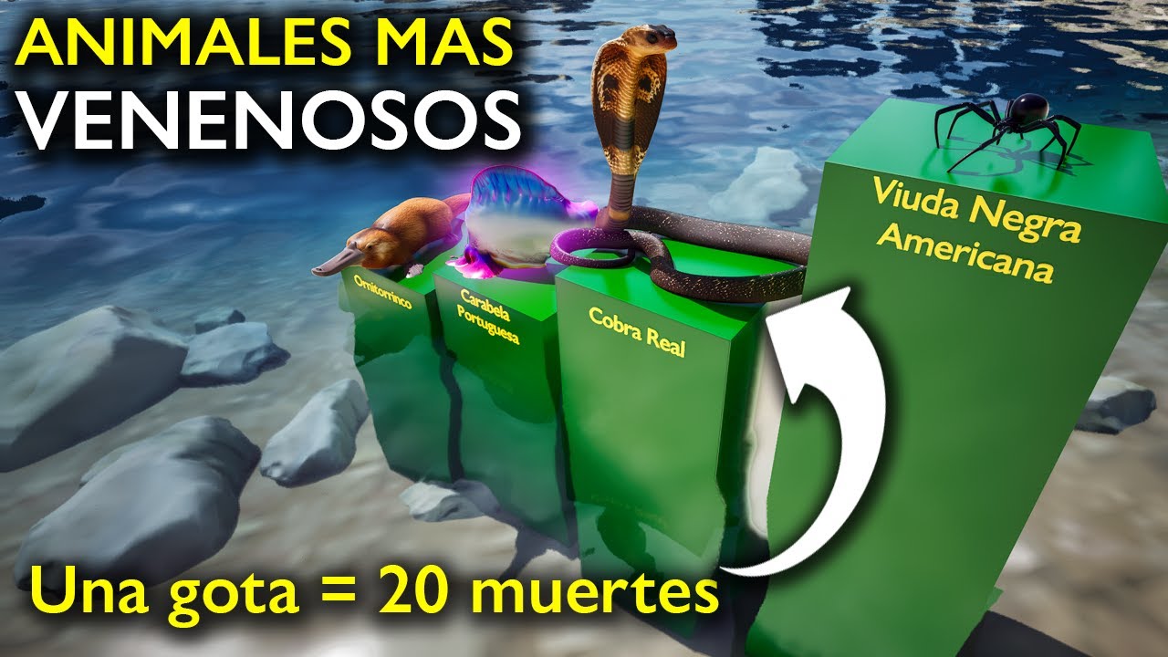 ANIMALES M&aacute;s VENENOSOS del Mundo 😱🚨
