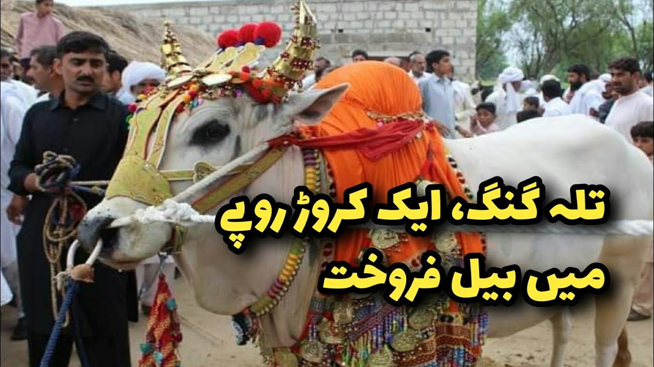Talagang, Selling Bulls for Rs One Crore. New Record in Punjab