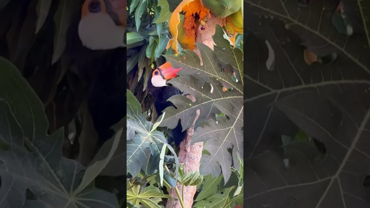 #naturezacuriosa