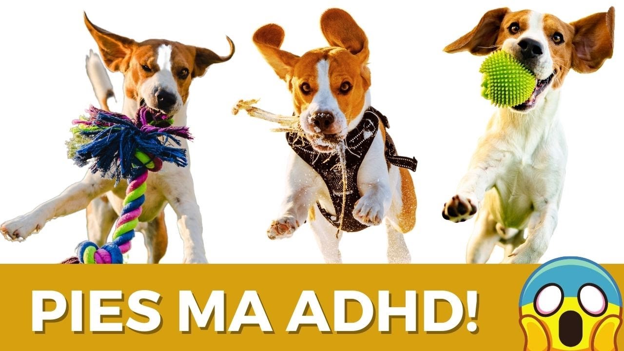 Jak uspokoić psa, który ma ADHD? Skuteczne metody.