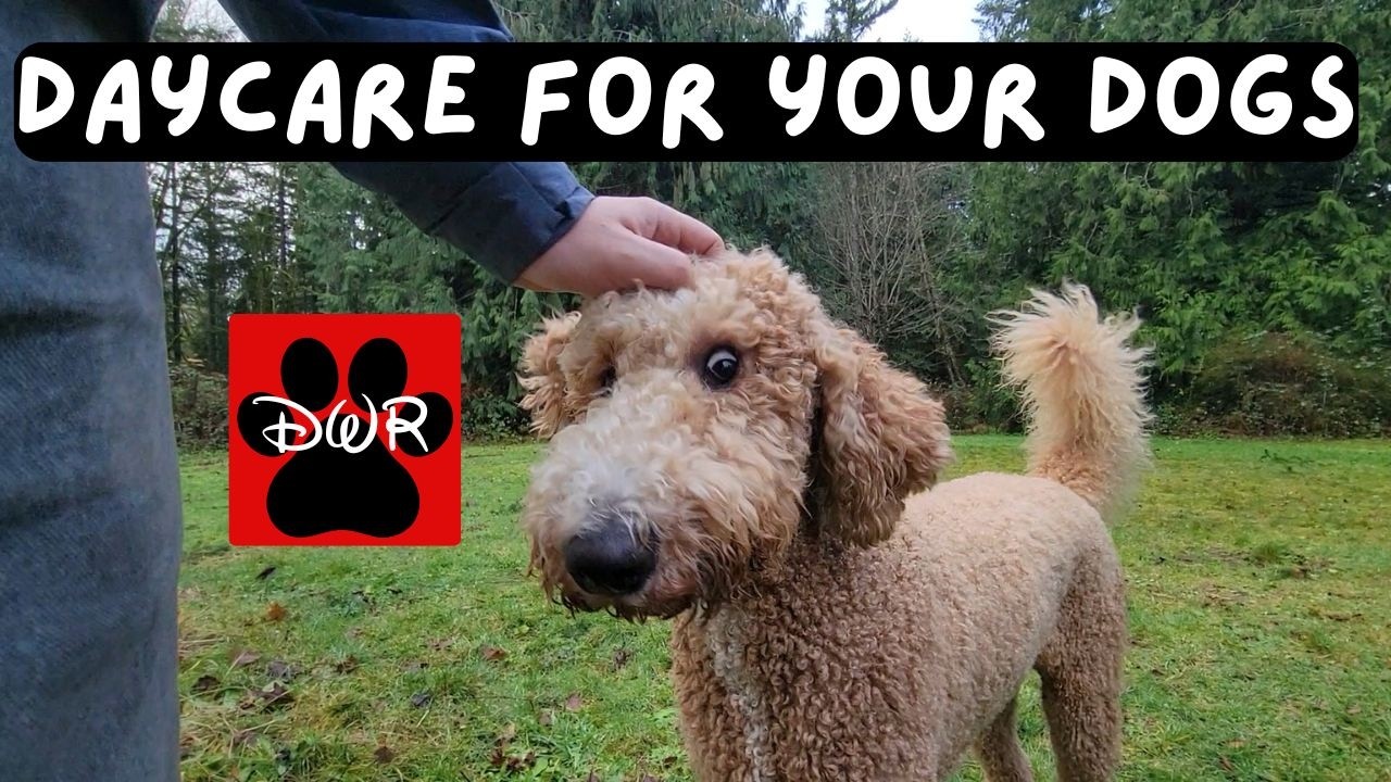 🐕‍🦺💜 Daycare for your dog!  Dogs can't resist this Video! 🐕‍🦺🐕🌦🌲