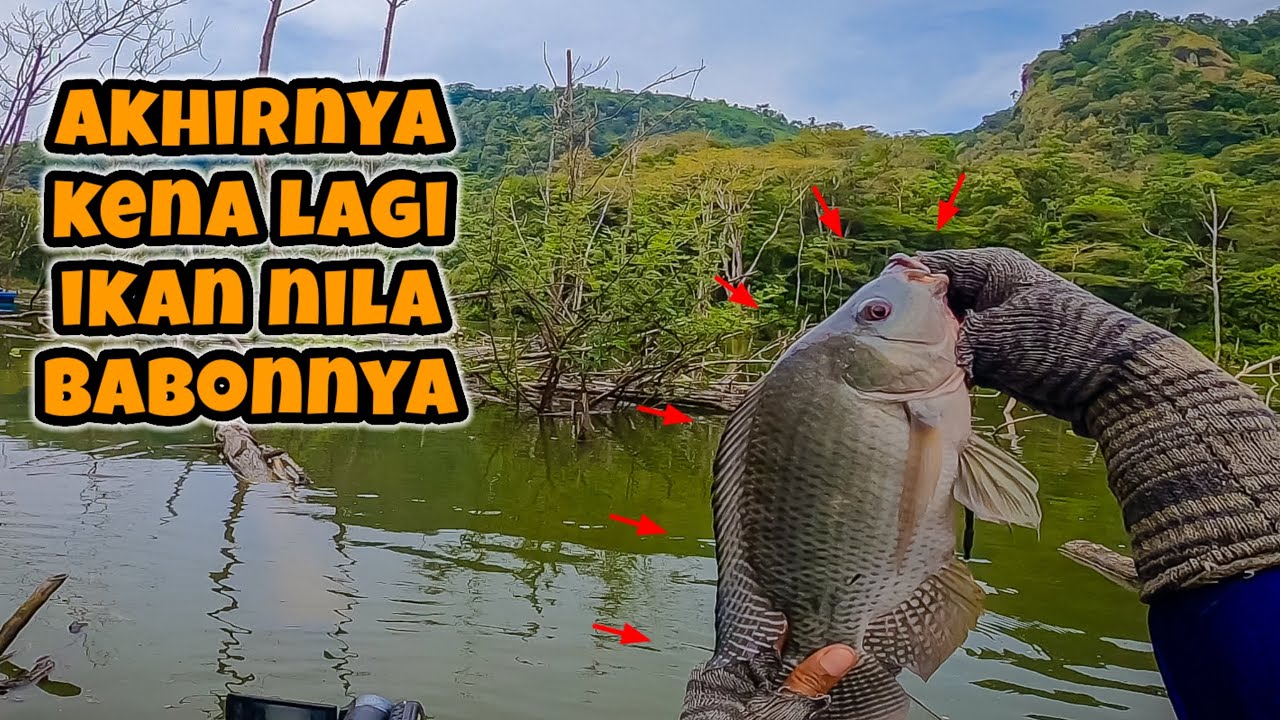 YESS‼️ KENA JUGA NILA BABONNYA || mancing ikan nila di waduk bendo ponorogo