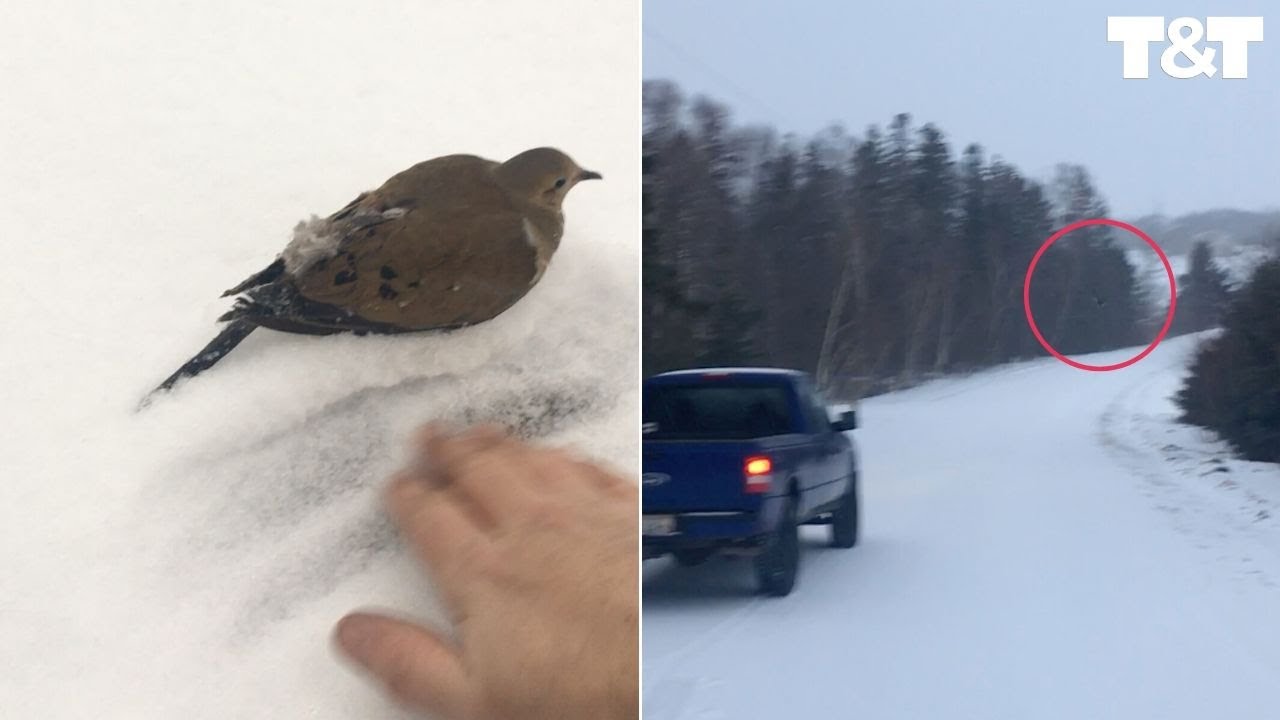 Man Rescues Bird Frozen To Ground