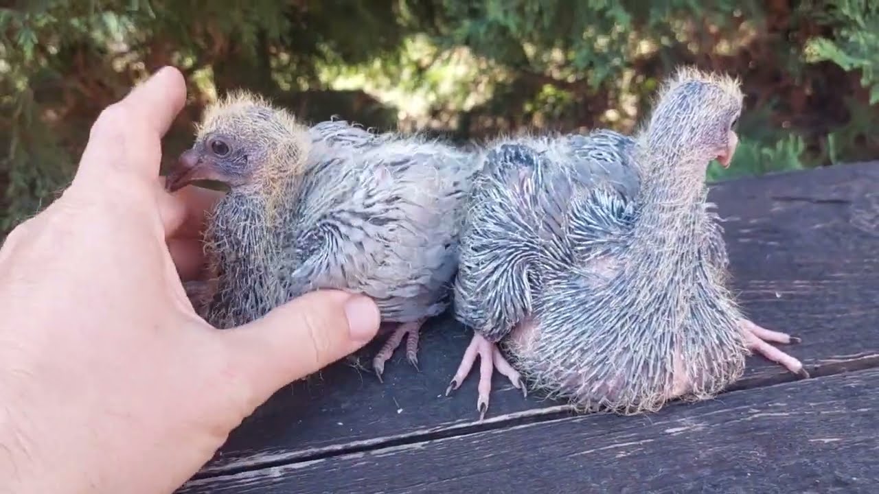 Shaliu vs. Albastru / genetica culorilor la porumbei