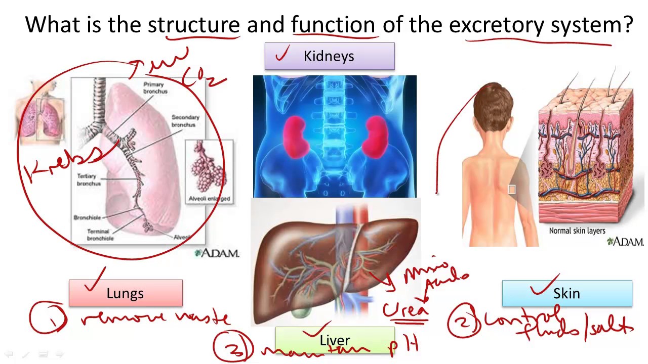 Excretory System Structure and Function