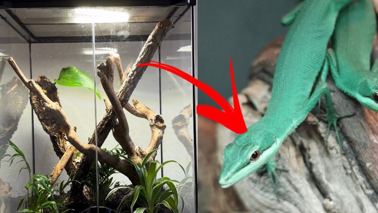 JE FAIS UN TERRARIUM POUR DES LÉZARDS À LONGUE QUEUE!! 🦎