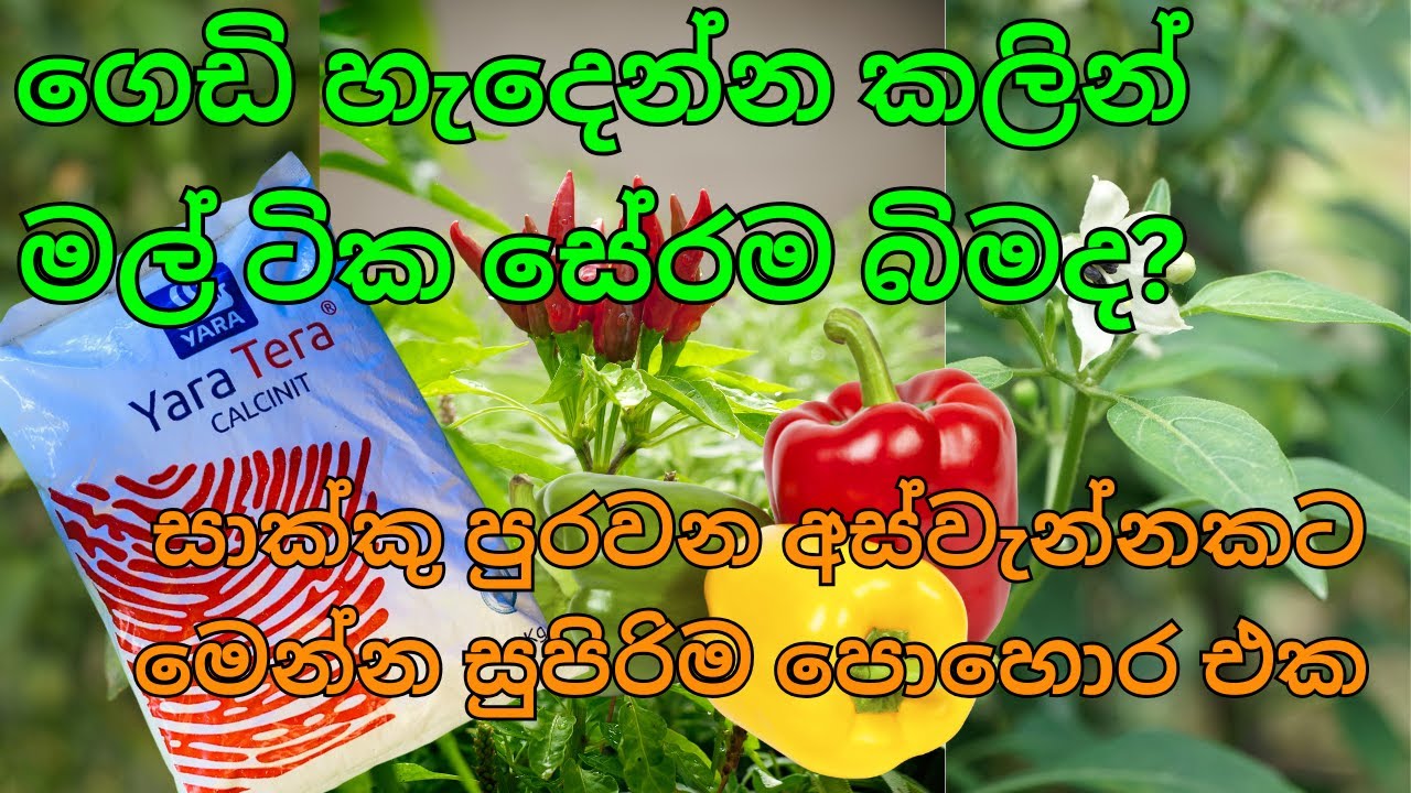 අස්වැන්න දෙගුණ තෙගුණ කරන සුපිරිම පොහොර එක / Yaratera Calcinit / 2024