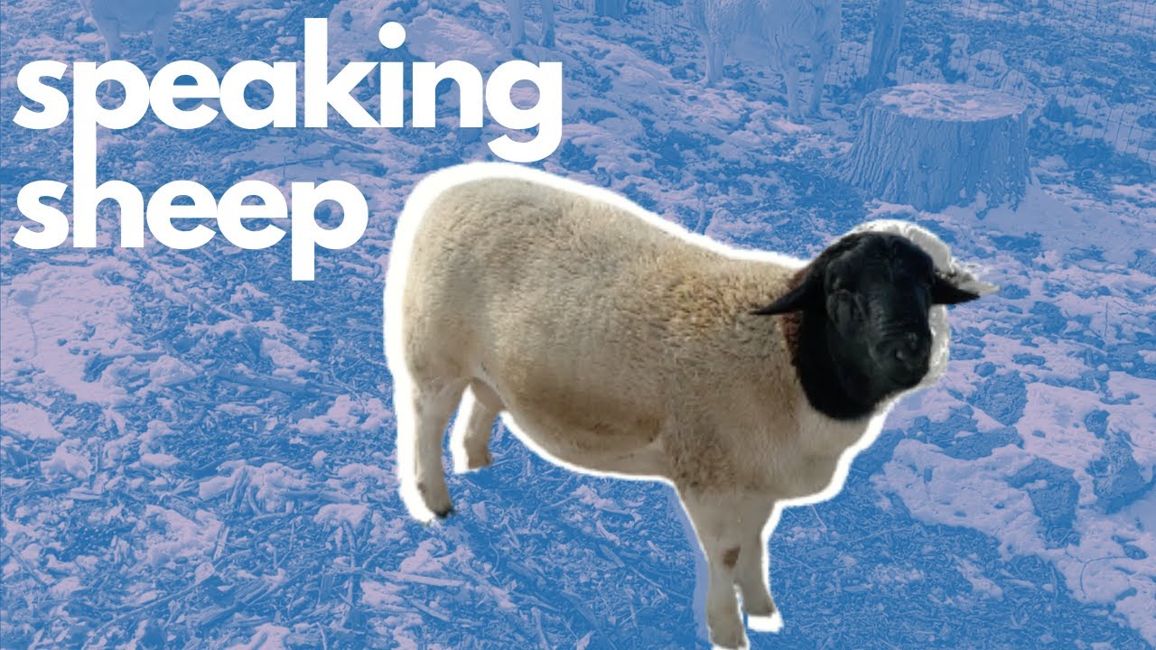 Sheep Essentials | EVERYTHING you need to know while raising sheep
