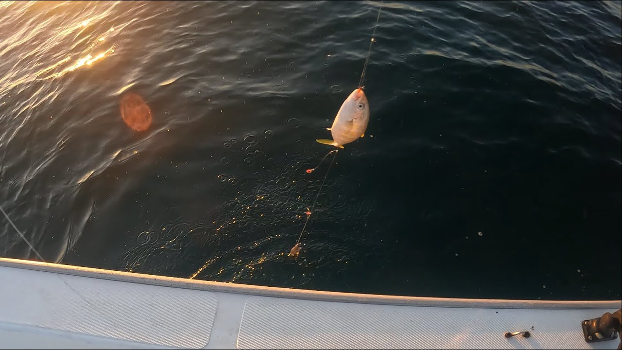 11 Kg KingFish Catched By Live Bait🐬🐬 || Deep Sea Fishing || Al Madina Marine Fishing✌️✌️