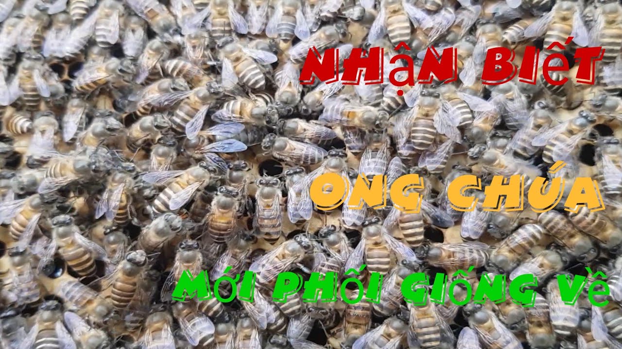 Dấu hiệu nhận biết ong chúa mới đi phối giống thành công