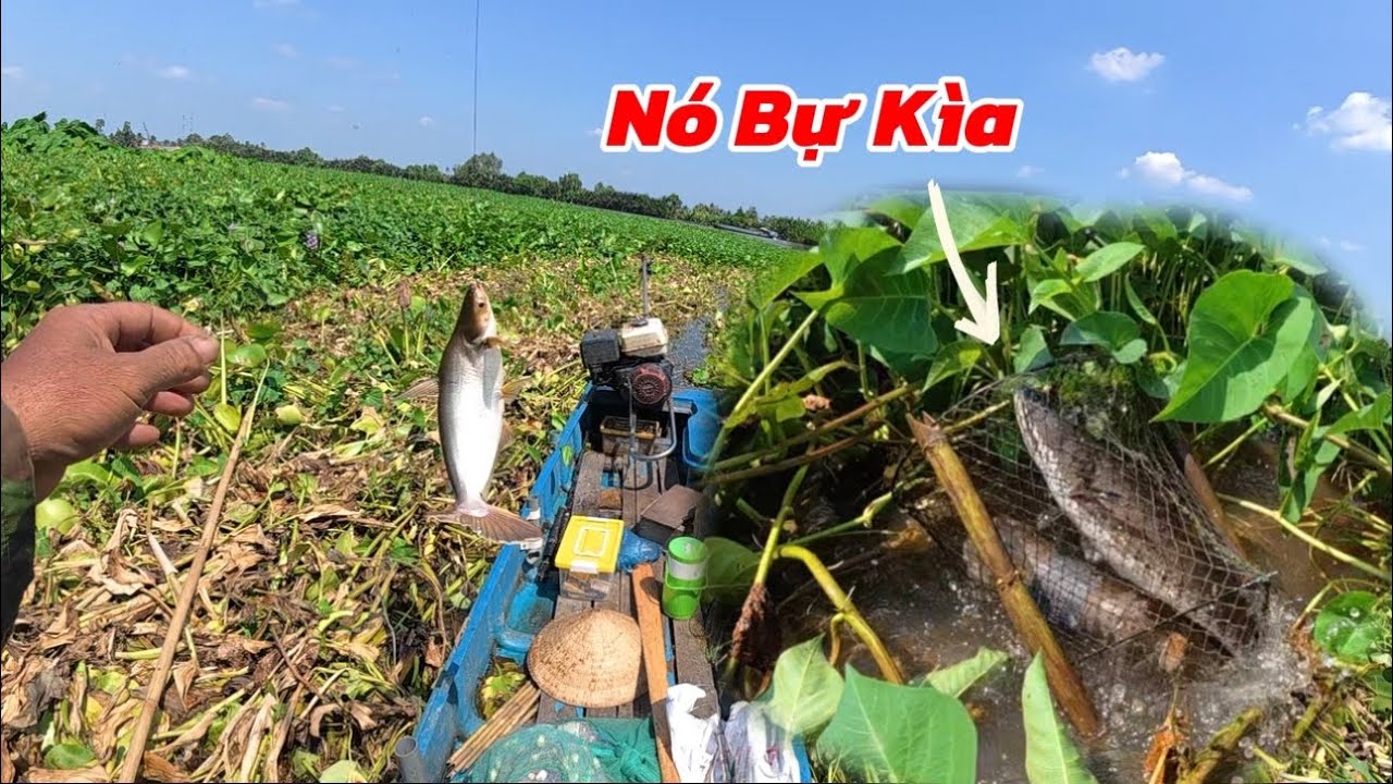 Mùa Nầy Đặc Lờ Bị Mất Quá Nhiều Mai Mắn Những Cái Còn Lại Điều Dính Cá / Định Nguyễn Hậu Giang