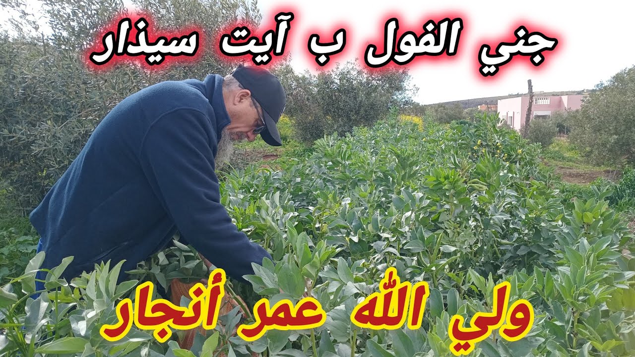 ولي الله عمر أنجار مرعب السحرة والمشعوذين 15 مارس 2026 يجني الفول ب آيت سيذار نوذرار وفي رمضان 1447