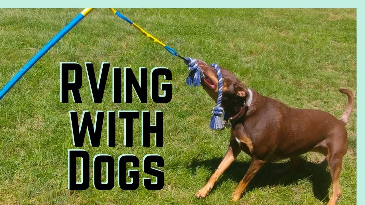 RVing with Dogs: How Rover Lets Us Adventure Stress Free  || Full Time RV Living
