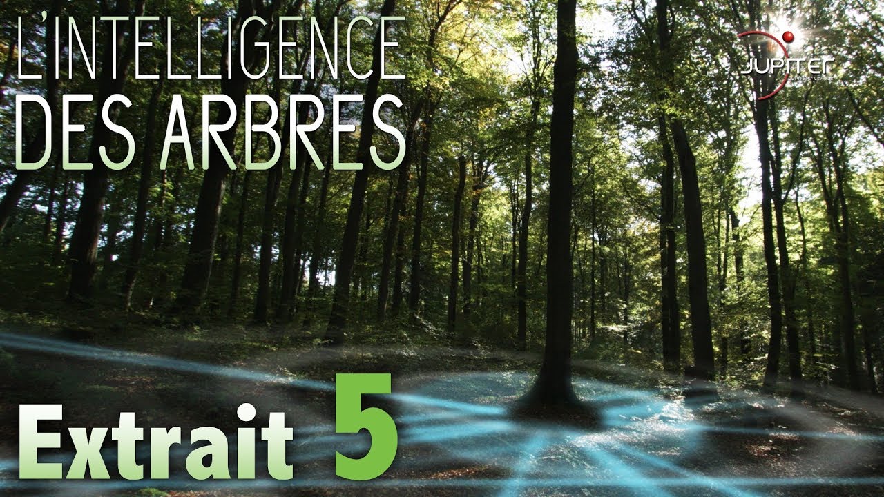 L'Intelligence des Arbres // Extrait 05 // VF