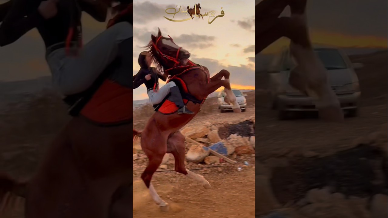 ماشاءالله الفارسة على الفحل المميز#خيل #فرس #horseracing #horse #حصان #خيل_عربيه_اصيله
