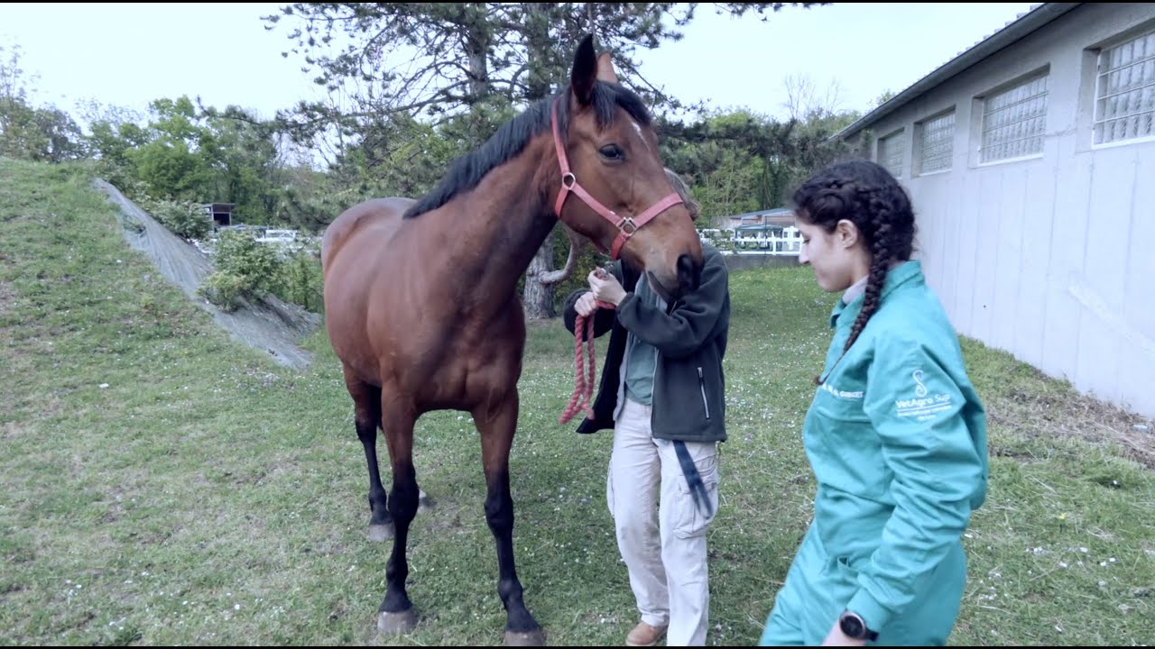 Réalisation de l'examen du système nerveux chez le cheval