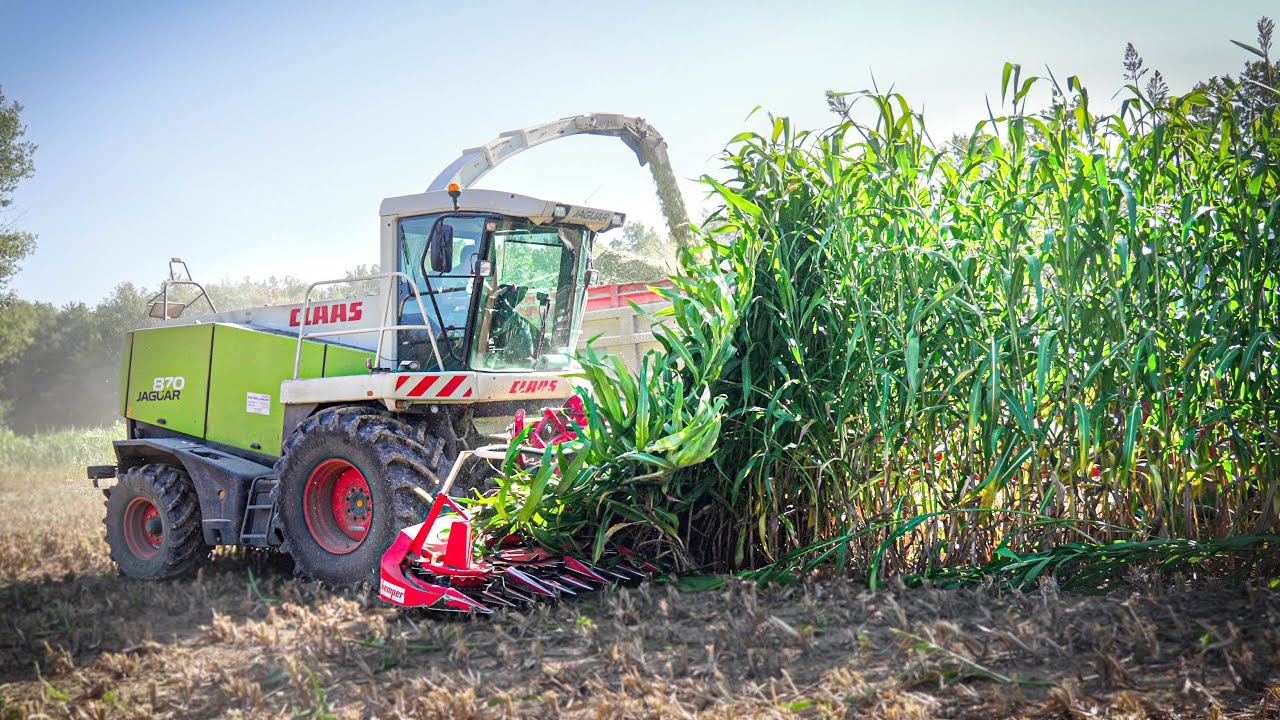 ILS ENSILENT DU SORGHO DE 4M ! CLAAS JAGUAR 870 [ ENSILAGE 2023]