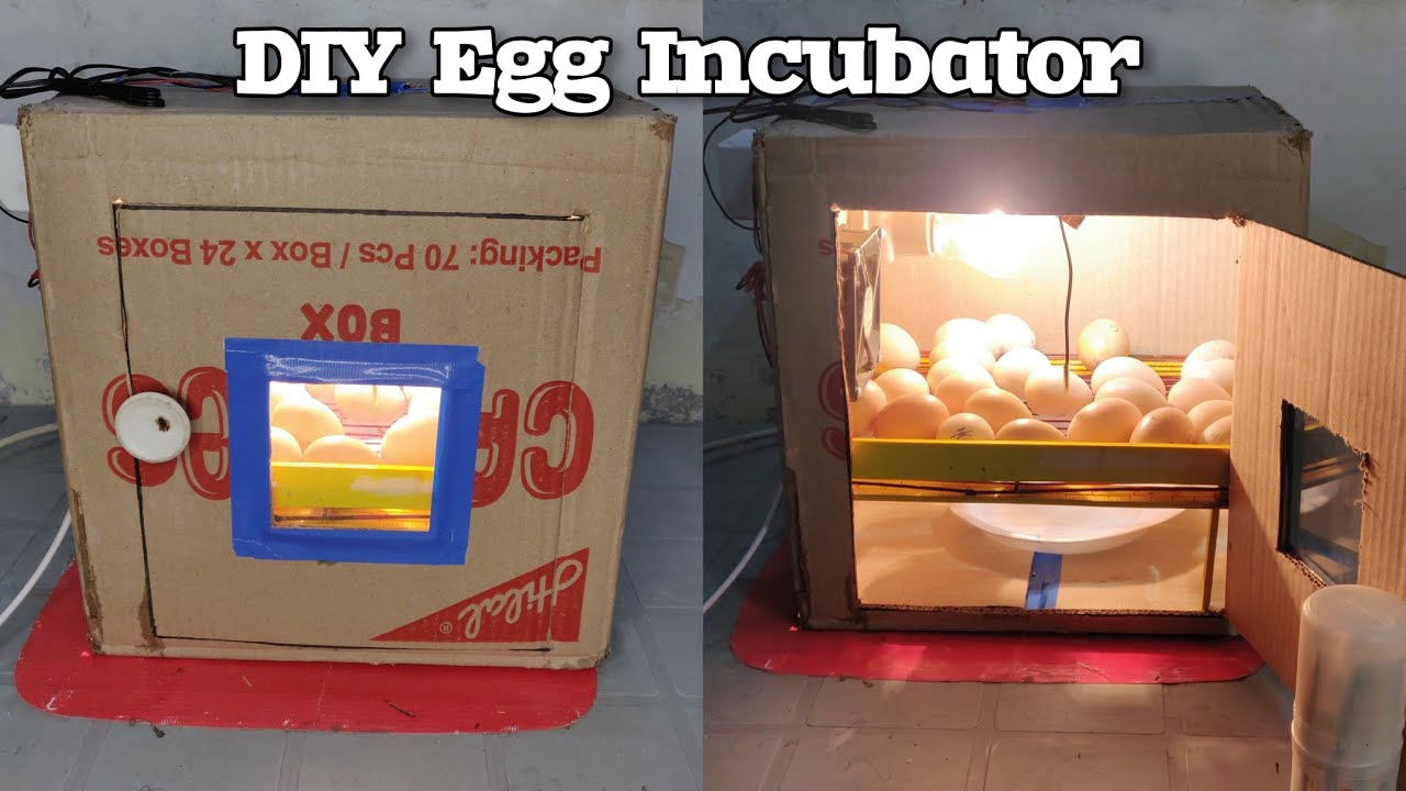 DIY Egg Incubator at home free of cost using Cardboard box