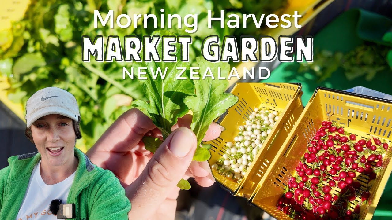 Growing Vegetables for Restaurants: Pick, Wash, & Deliver