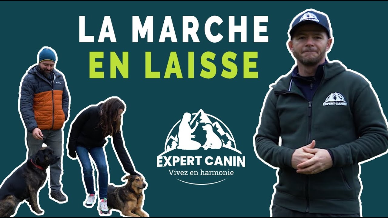 EXPERT CANIN : L'apprentissage de la marche en laisse