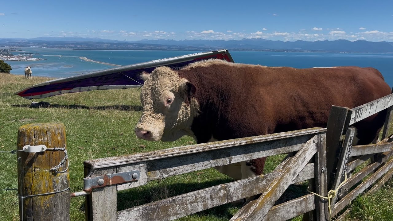 When the Paraglider thought you were joking about the Bull