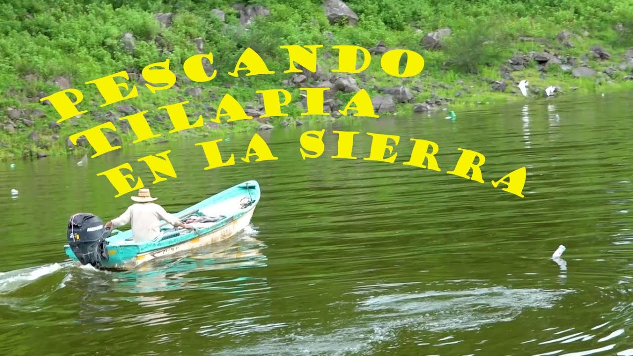 PESCANDO TILAPIA EN LA SIERRA #NAYARIT #EL NAYAR #MOJARRAS