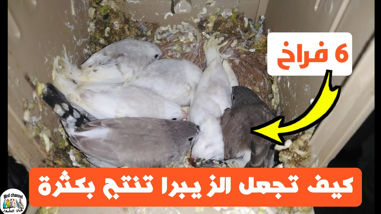 كيف تحصل على 6 فراخ من تزاوج الزيبرا وماهي شروط نجاح التزاوج وزيادة عدد البيض