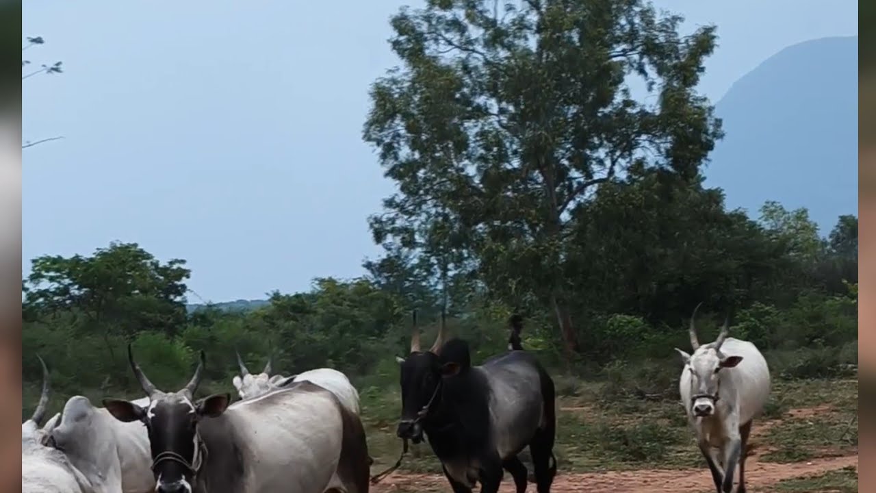 காங்கேயம் நாட்டு மாடு மேய்ச்சல் முறை#cow #kangeyam #dairyfarm #animals #farm #farming #farmanimals 