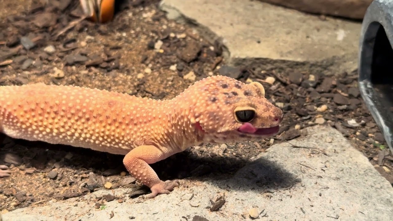 End of winter cricket chomp! Nomnomnom