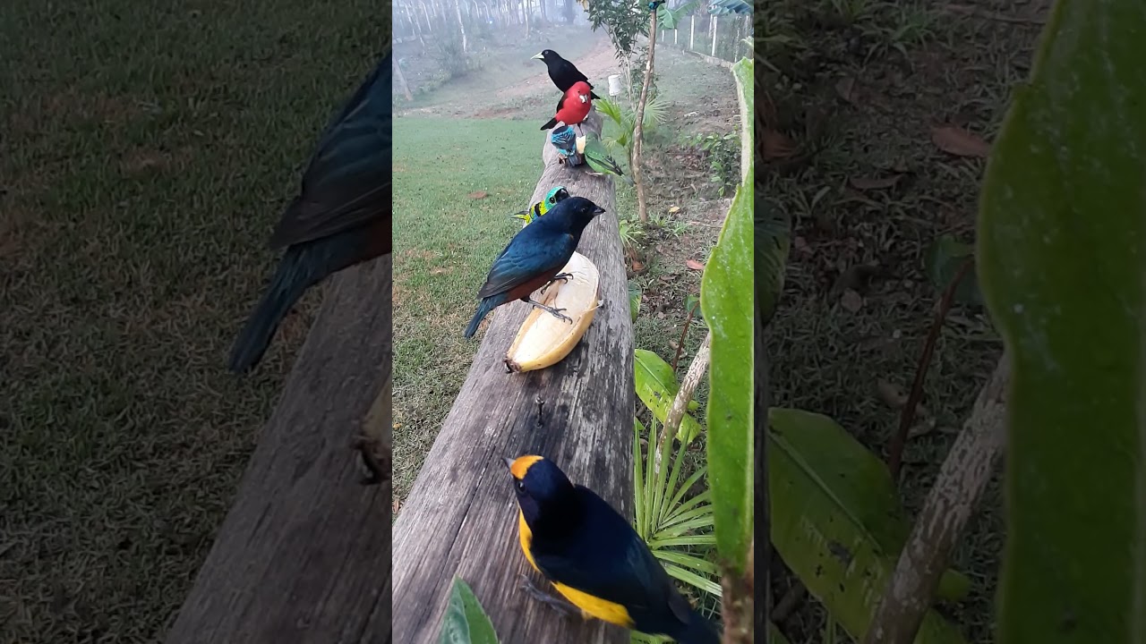 Comedouro para p&aacute;ssaros livre .