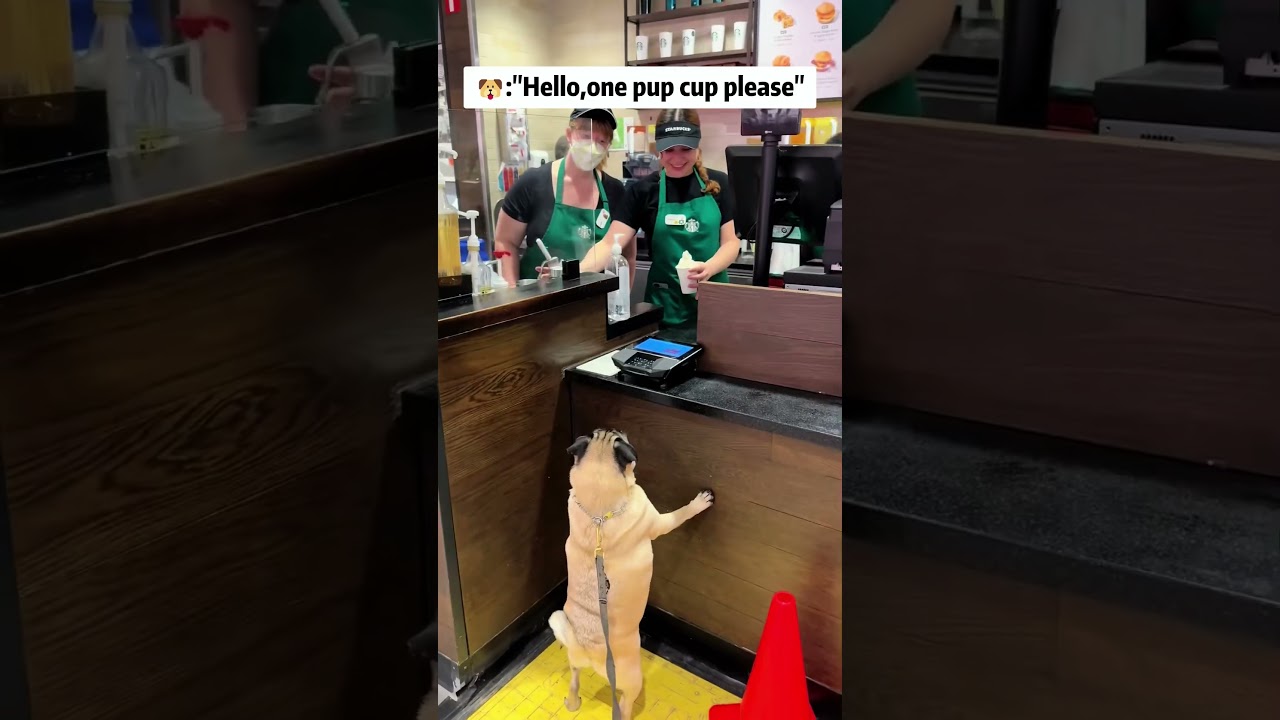 Every dog&rsquo;s weakness: the pup cup. 🐶🍦#dog #doglife #funny #dogtalk #foryou #fyp #pupcup