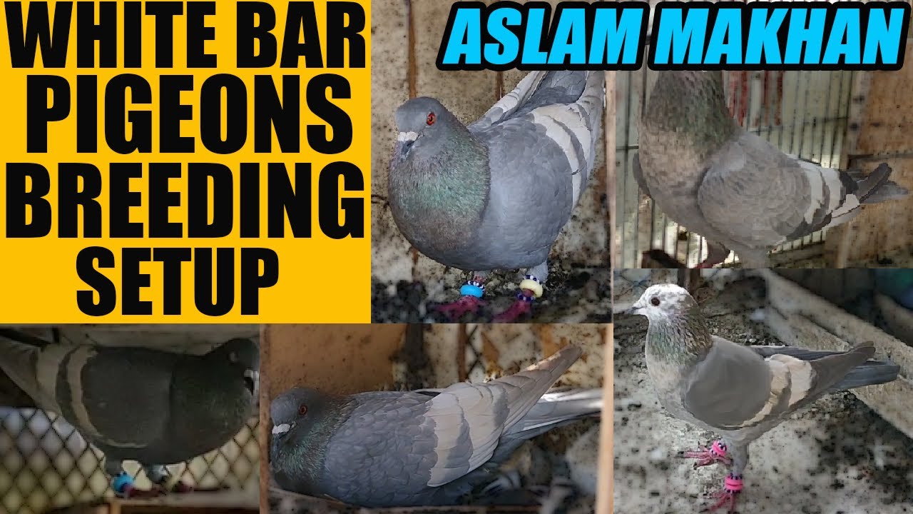 Pigeons Breeding Setup | White Bar Pigeon Loft Lalband Ghaghray Kabootar | Cross Breeding Tips Joray