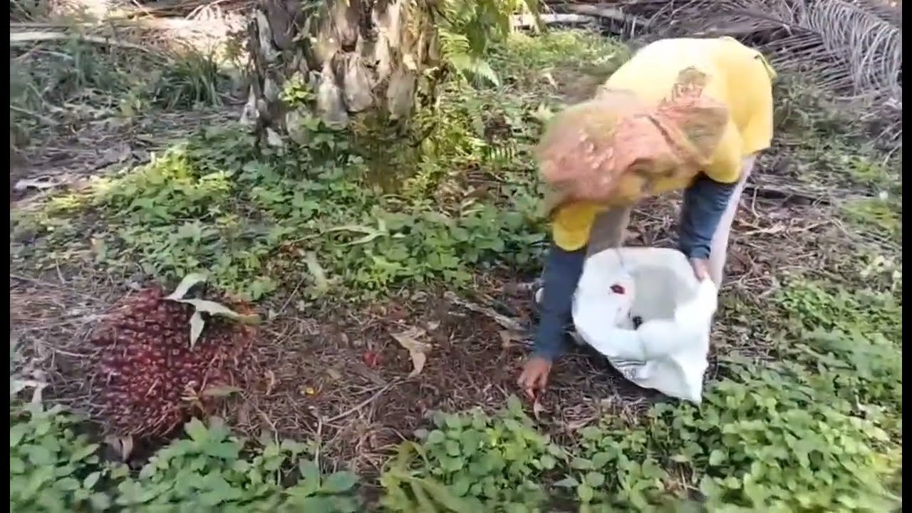 Momen Sederhana Bersama Ibu Dikebun Sawit  