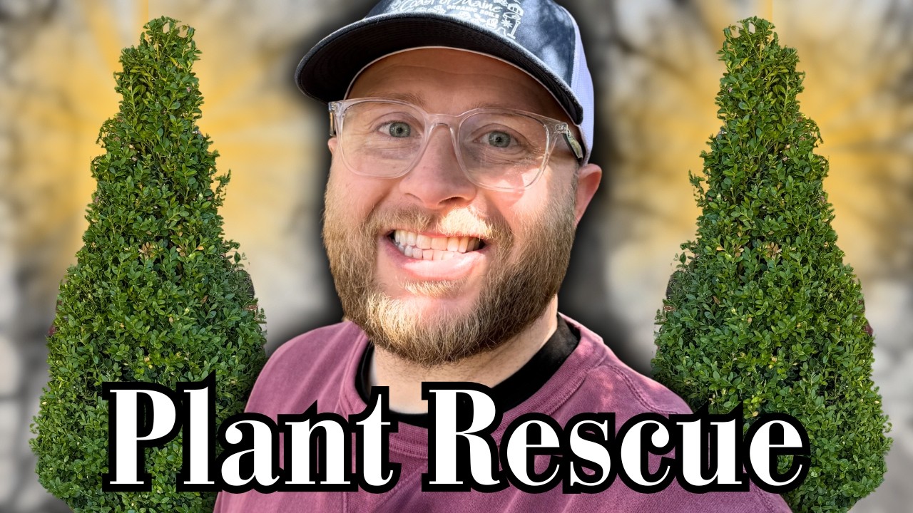 Moving a Struggling Arborvitae + Planting a Green Mountain Boxwood | Greenhouse Update