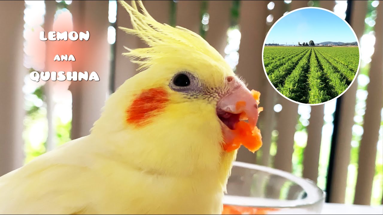 Что я делаю, когда у птиц заканчивается морковь