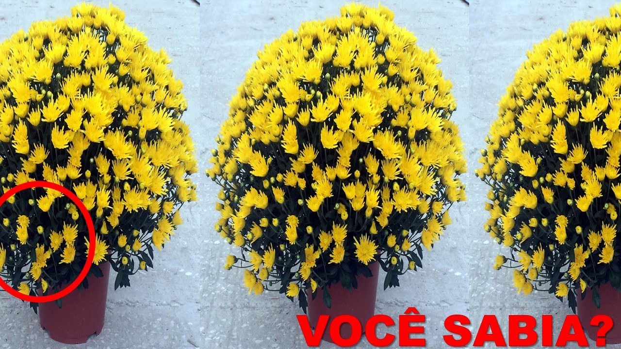 Voc&ecirc; vai se apaixonar por essa PLANTA!! (veja isso)