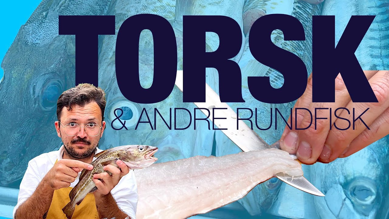 KOKKESKOLE Episode 4 - Rensning og filetering af TORSK & ANDRE RUNDFISK