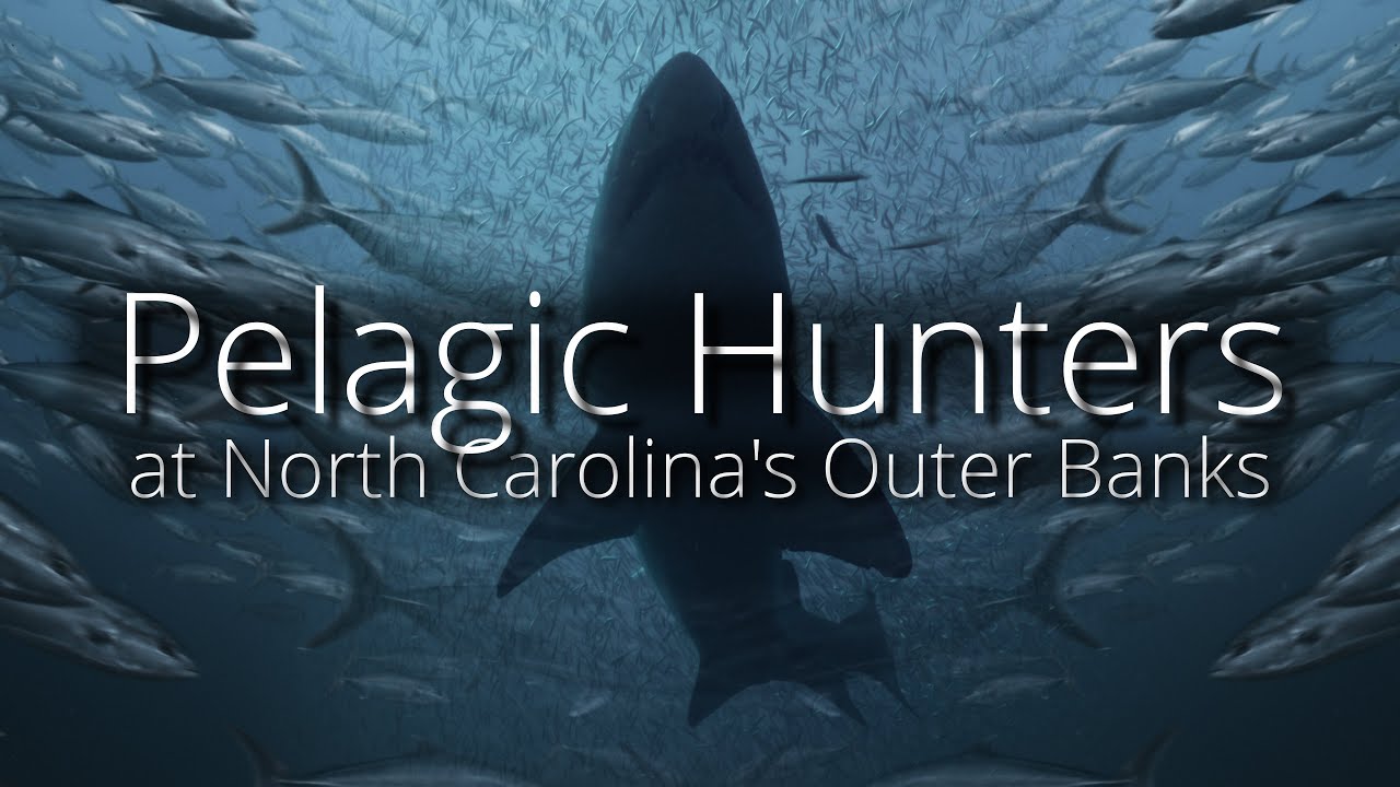 Scuba in North Carolina with Sandtigersharks