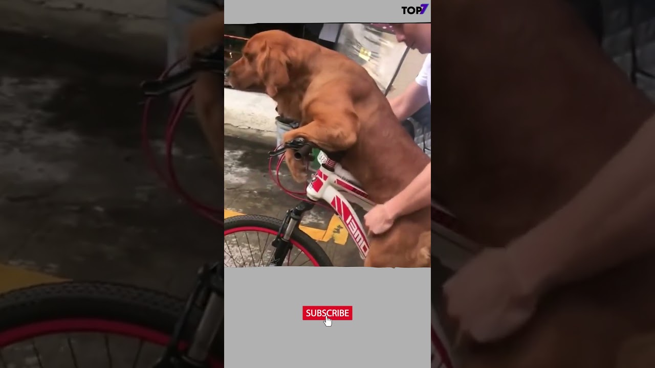 #mascotas #animals #perros perros divertidos #diversion