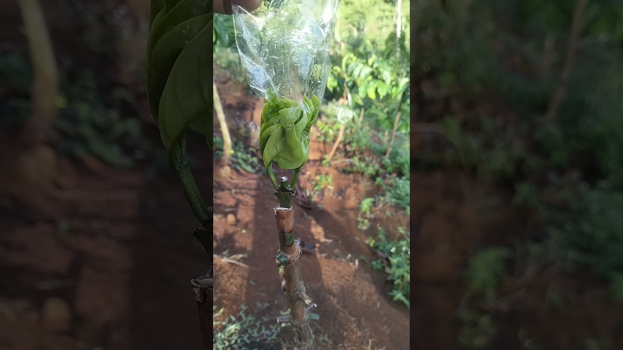 Tunas muda Pembukaan Plastik Stek #kopirobusta #sambungkopi #stekkopi #klonbagio