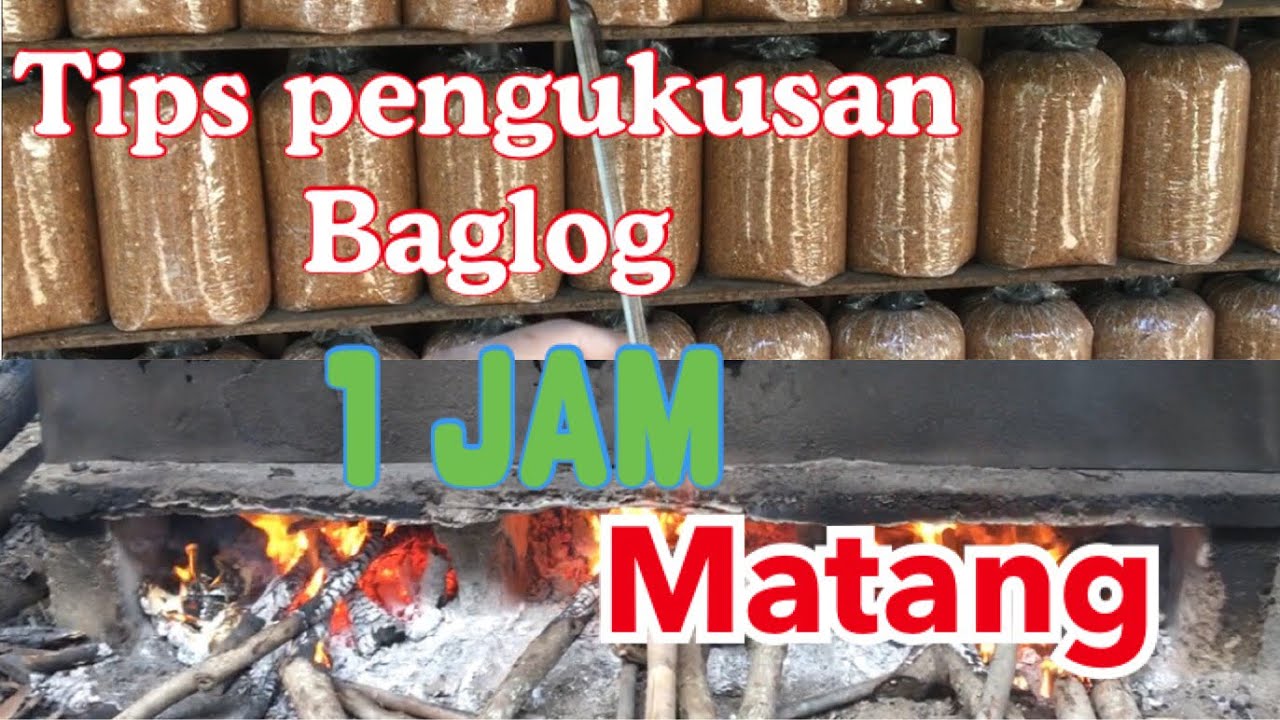 Hanya 1 jam, proses steam baglog paling cepat dan steril # budidaya jamur tiram