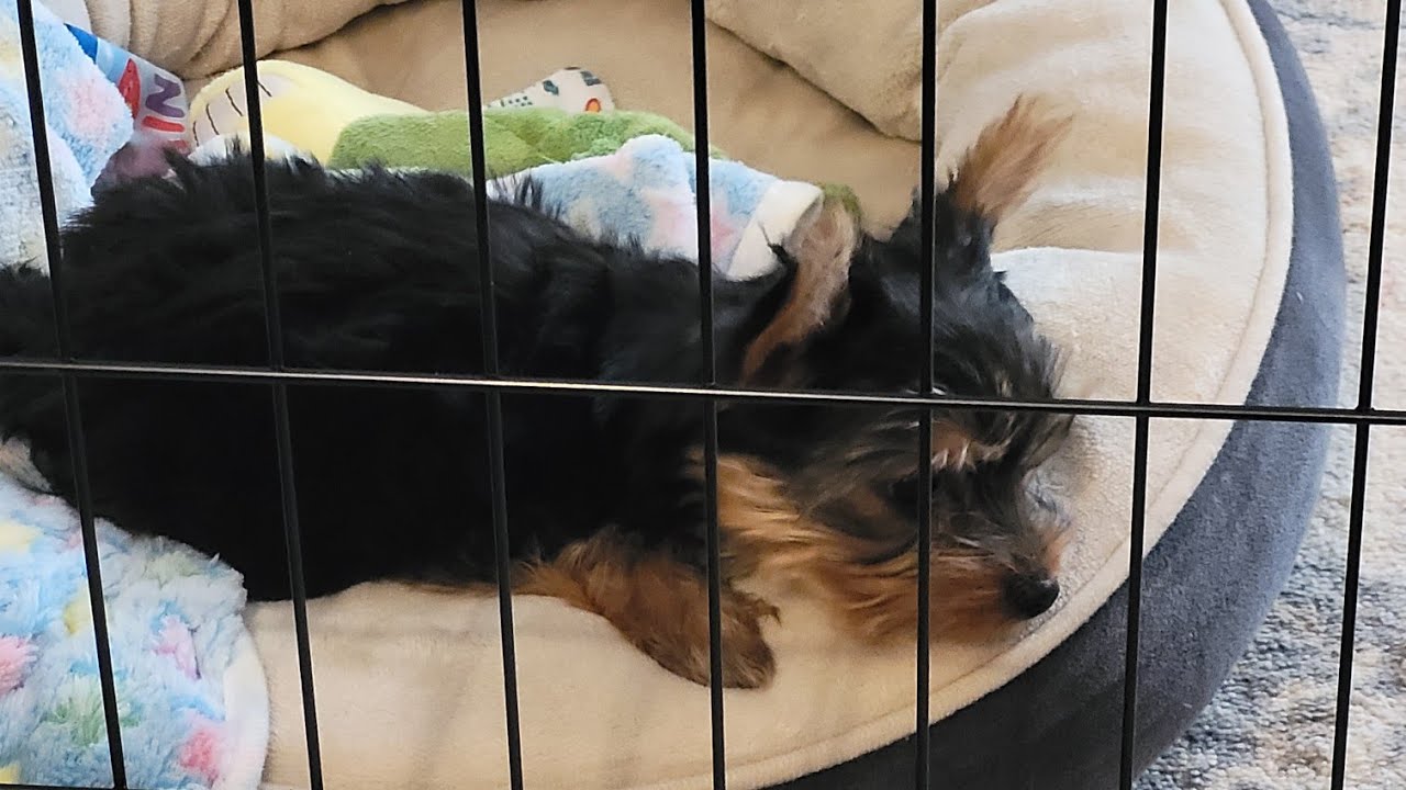 New puppy breaks the one rule big dog makes....