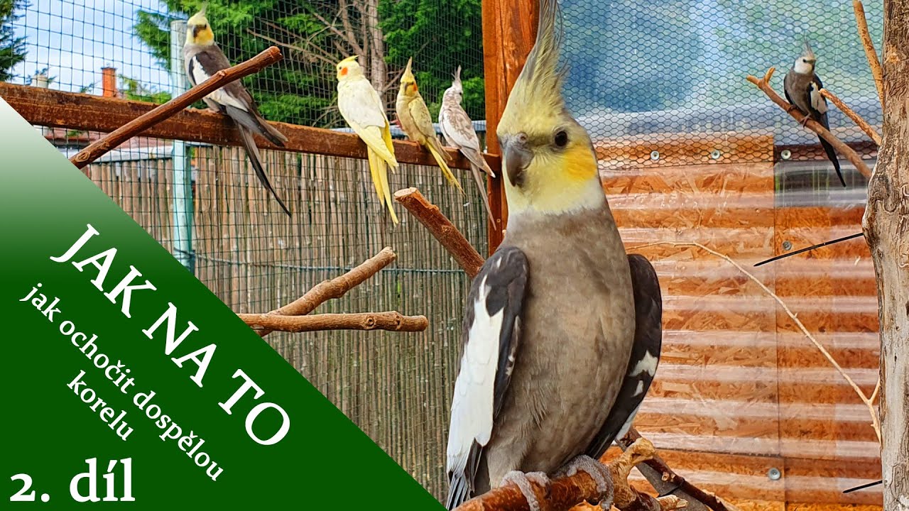 Jak na to - Jak ochočit dospělou korelu 2.díl + úkol pro vás │KorelyEu