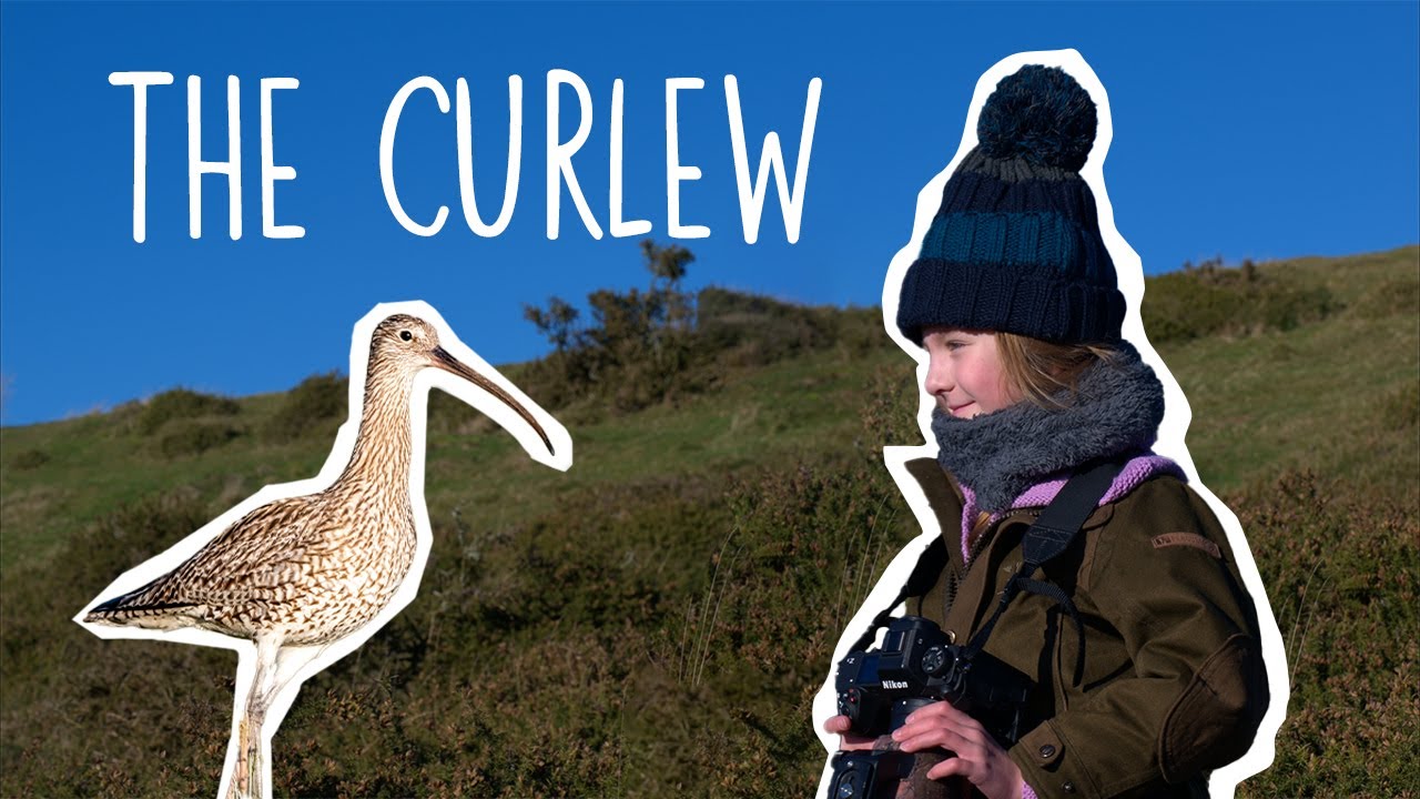 The Life and Habits of the Curlew