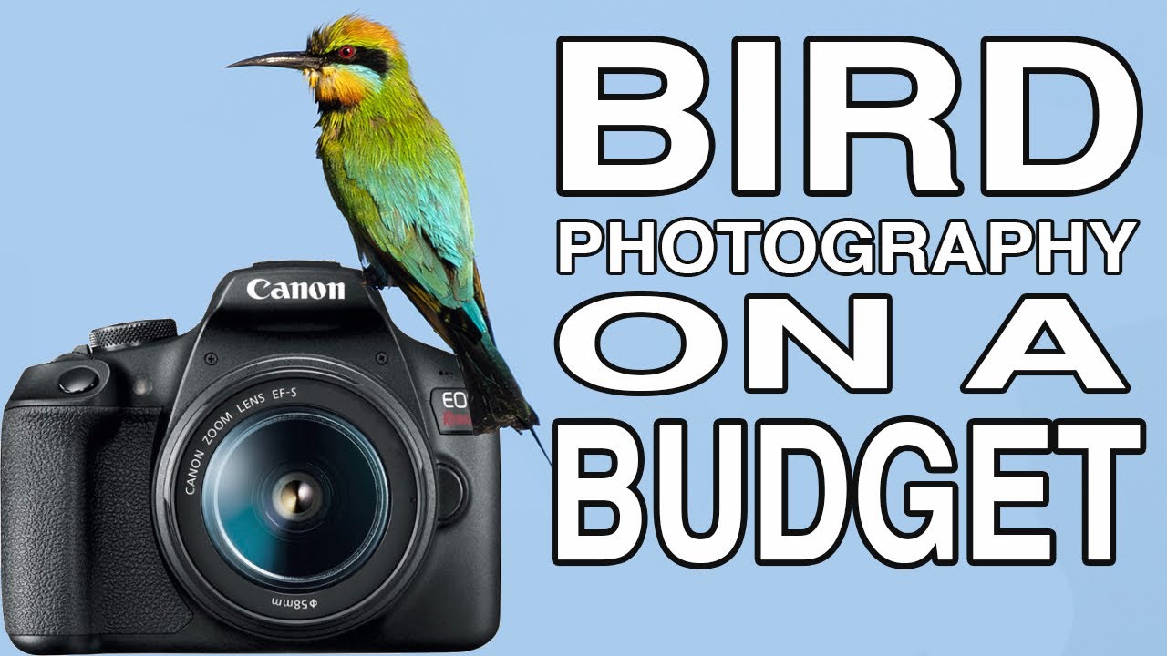 БЮДЖЕТНАЯ ФОТОГРАФИЯ ПТИЦ с использованием Canon EOS R50 + Canon EOS Rebel T7 / 1500D