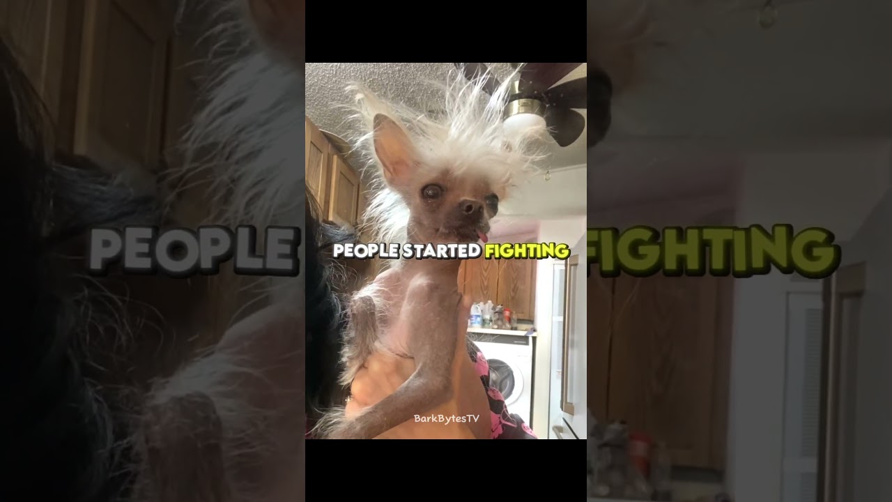 Is this world ugliest DOG?