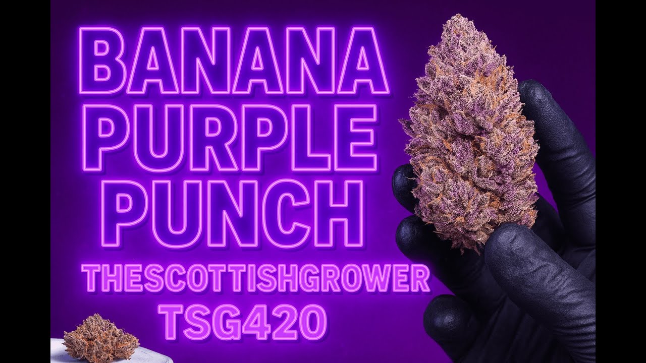 Banana Puprle Punch - AutoFlower Cannabis Strain - Harvest Day - The Scottish Grower
