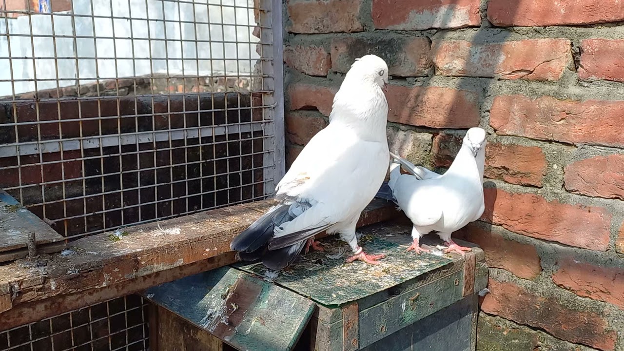 ❤❤❤KALDUME PIGEON lovers &hearts;❤❤❤❤plz subscribe, comment and share.